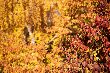 a vibrant tapestry of autumn leaves, showcasing a spectrum from golden yellow to deep red, capturing the essence of fall's fleeting beauty