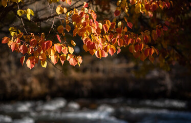 a delicate array of autumn leaves in shades of orange and red, back lit by the sun with a soft-focus river in the background, embodying the tranquil beauty of fall