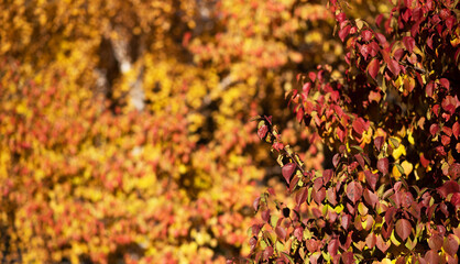 a close-up of autumn foliage, with leaves in a rich array of colors from deep burgundy to bright yellow, capturing the warm, vivid essence of the fall season