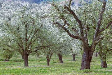Fototapeta premium Verger de pruniers au printemps