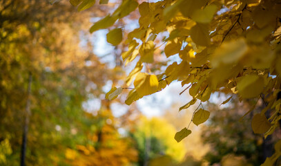 A close-up view of vibrant yellow leaves on a tree in an autumn park. The warm hues of the foliage contrast beautifully with the soft-focus background, capturing the essence of fall's golden splendor