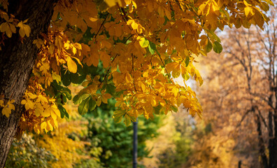 In a tranquil park, tall trees with golden autumn leaves create a canopy of warmth and serenity. The sunlight filters through the foliage, casting a soft glow and highlighting the natural beauty.