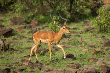 Male impala walks through rocks on hillside