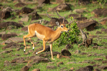 Male impala gallops through rocks on hillside