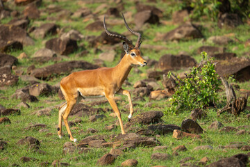 Male impala crossing rocky hillside eyeing camera