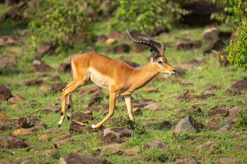 Male impala gallops across rocks on slope