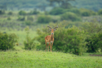 Male impala stands facing camera on savannah
