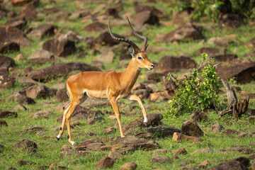 Male impala crosses rocky slope eyeing camera