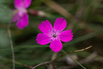Fototapeta premium Vibrant purple carthusian pink flower blooming in meadow