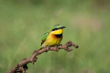 Little bee-eater crouches on branch watching camera
