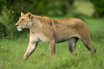 Lioness walks over grassy plain staring ahead