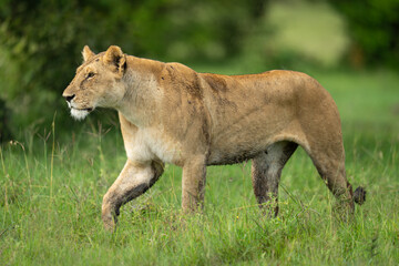 Lioness walks over grassy plain lifting forepaw