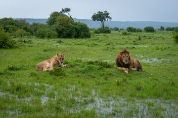 Male and female lions lie on savannah