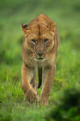 Lioness walks towards camera in pouring rain