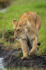 Lioness walks next to stream lifting forepaw