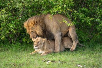 Lions mate on short grass in bushes