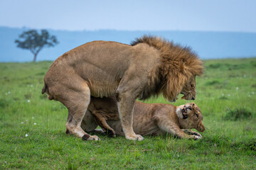 Lions snarling at each other after mating