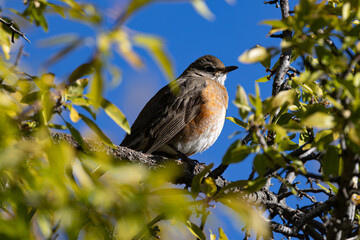 American Robin perched in a tree