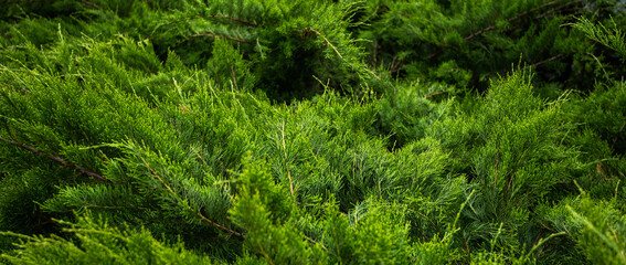 a dense close-up of vibrant green coniferous shrubbery, with a mix of fine and soft needle-like leaves, displaying various shades of green and intricate textures.
