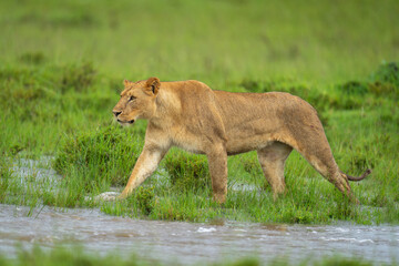 Lioness walks through water on grassy floodplain