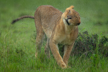 Lioness stands shaking off rainwater from head