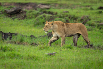 Lioness stands on muddy grass lifting forepaw