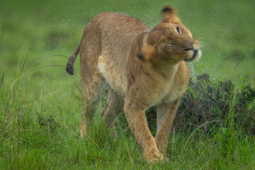 Lioness stands shaking away raindrops from head