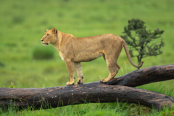 Lioness stands on log on grassy plain