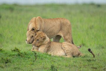 Lioness stands nuzzling sister lying on grass