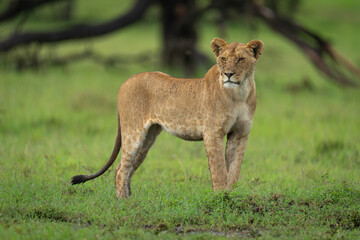 Lioness stands on grass by dead tree