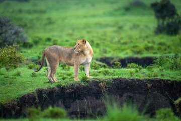 Lioness stands on grassy riverbank looking back