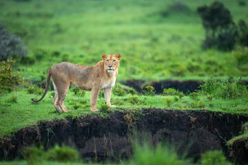 Lioness stands on grassy riverbank turning head