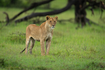 Lioness stands on grass near dead tree