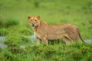 Lioness stands on grassy riverbank in rain