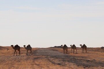 camels in the desert