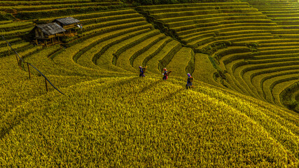 Golden ripe rice on terraced fields, Mu Cang Chai, Yen Bai, Vietnam and the harvest season has also...