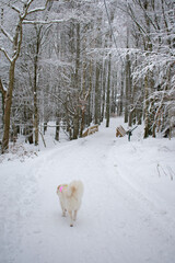 White Husky Running On A Snowy Trail - Wintertime Activites