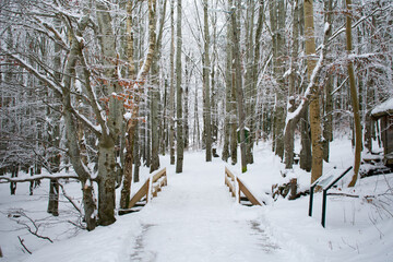 Snow covered forest running trail Norway