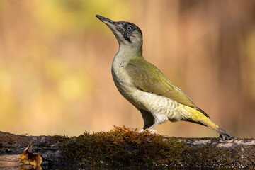 Bird - Green woodpecker Picus viridis on forest pond, bird drinking water, wildlife Poland Europe