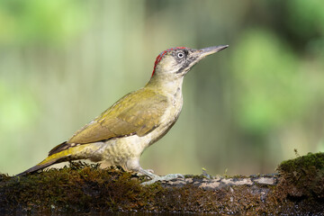 Bird - Green woodpecker Picus viridis on forest pond, bird drinking water, wildlife Poland Europe