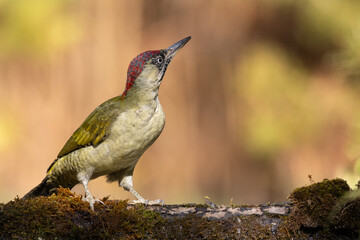 Bird - Green woodpecker Picus viridis on forest pond, bird drinking water, wildlife Poland Europe