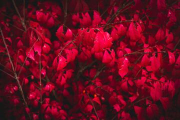 Garden in october autumn red burning bush winged spindle tree Euonymus alatus Compactus wallpaper or background