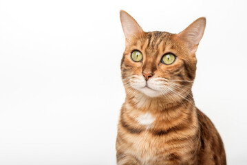 Obraz premium Bengal cat isolated on white for advertising.