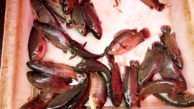 Fresh fish squirm in a white styrofoam box at a bustling market, showcasing their lively movement and vibrant colors
