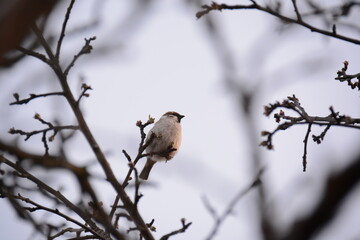A bird sits on a branch against a background of light gray sky