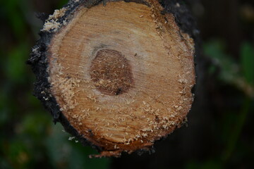 Cutting a tree with sawdust