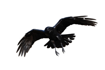 Birds flying raven isolated on white background Corvus corax. Halloween - flying bird