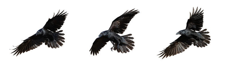 Birds flying raven isolated on white background Corvus corax. Halloween - flying three birds