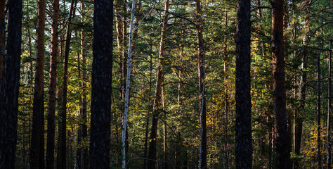 Dappled sunlight filters through the dense array of pine and birch trees, illuminating the rich tapestry of an autumnal forest, creating a serene and mysterious woodland atmosphere.