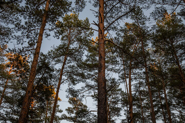 Beautiful summer forest at sunset. Long ship pines. Background pine forest with green lush...
